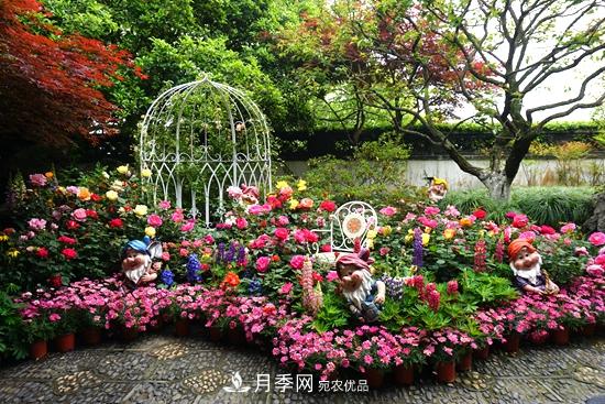 2020第八届杭州西湖月季花精品展掠影(图1)