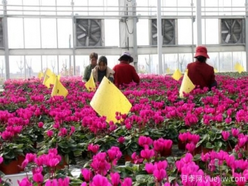 扬州高邮：每天发货30万株，花工厂绽放乡村振兴致富花