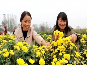 农民种植菊花，既能欣赏也能致富发家
