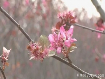 菏泽成武：千亩海棠反季节开花，逆袭深秋成一景