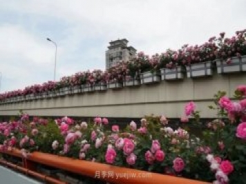 上海城市高架变“花路”，这些月季进入盛花期啦!