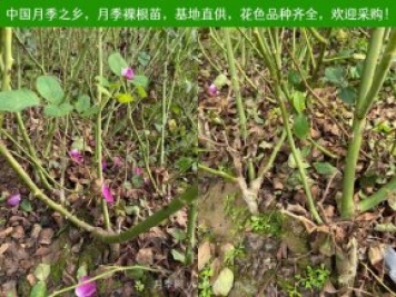 上海龙凤419：月季裸根苗的选购、栽植、肥水、养护技术大全