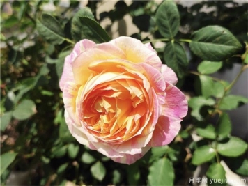 100种玫瑰花的名字，来了解下不同颜色的品种月季