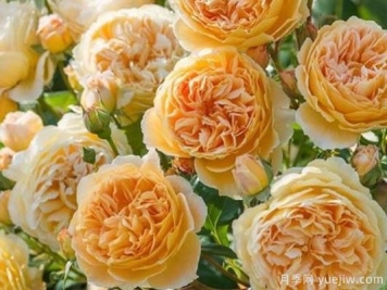 大花香水月季的养护方法，分享10种花香飘满屋