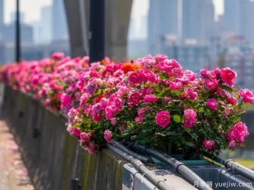 杭州高架月季盛开，200万株月季花装扮空中花廊