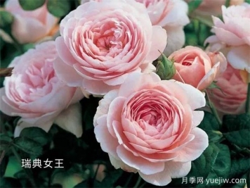 100种月季玫瑰品种图鉴大全，你认识有没有超过10个？