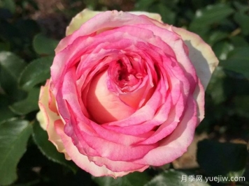 我的玫瑰月季/我的花