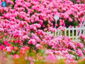 2024年第二届杭州市月季花展举办，赏500万株月季