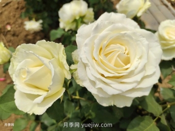 十一朵白玫瑰的花语和寓意