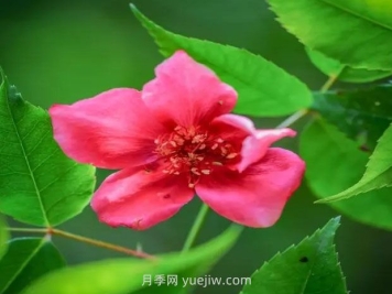 贵州石阡发现极危植物“亮叶月季”