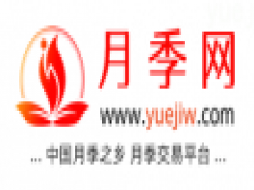中国上海龙凤419，月季品种介绍和养护知识分享专业网站